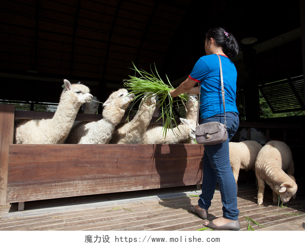 在农场喂羊驼的女人luzy 草喂拉丁语骆驼在牧场农场的年轻女人